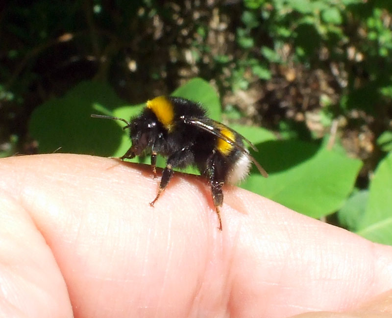 Bombus terrestris